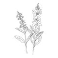 Contour branch of sage or Botanica sage vector lilac. Can be used for cards, invitations, banners, posters