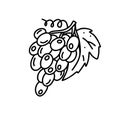 Contour bunch of grapes with leaf. Cartoon isolated icon on white background. Hand drawn vector image. Outline doodle illustration Royalty Free Stock Photo