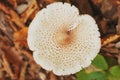 Contour of the cap of the white mushroom in the autumn forest of the Caucasus. Top View Royalty Free Stock Photo