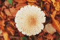 Contour of the cap of the white mushroom in the autumn forest of the Caucasus. Top View Royalty Free Stock Photo