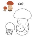 Contour and color drawing of an edible mushroom cep with names for coloring. Isolated vector flat illustration. Edible mushrooms Royalty Free Stock Photo