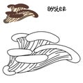 Contour and color drawing of an edible mushroom oyster with names for coloring. Isolated vector flat illustration. Edible