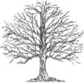 Contour Doodle Drawing Of Deciduous Old Bare Tree