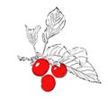 Contour drawing of cherry. Cherry with leaves. Vector illustration.
