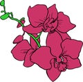 contour drawing of an orchid branch with three purple flowers without background