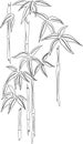 Contour drawing of tropical bamboo