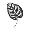 Contour drawing of a tropical plant. Calathea makoyana Leaf