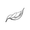 Contour engraving branch, foliage. Black and white line art decoration of leaves. Vector isolated clipart. Minimal monochrome