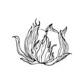 Contour engraving bud. Black and white line art decoration of cotton flower with leaves. Vector isolated clipart. Minimal