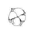 Contour engraving bud. Black and white line art decoration of cotton flower with leaves. Vector isolated clipart. Minimal