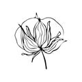 Contour engraving bud. Black and white line art decoration of cotton flower with leaves. Vector isolated clipart. Minimal