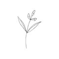 Contour engraving bud. Black and white line art decoration of cotton flower with leaves. Vector isolated clipart. Minimal