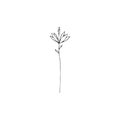 Contour engraving bud. Black and white line art decoration of cotton flower with leaves. Vector isolated clipart. Minimal