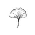 Contour foliage. Black and white line art decoration of leaves. Vector isolated clipart. Minimal monochrome hand drawing