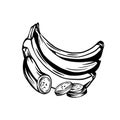 Contour ink sketch of bunch of juicy tropical bananas with banana slice on a white background. Vector outline fruits