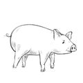 Contour Line Drawing. Funny pig. Hand-drawn. Coloring for kids. Royalty Free Stock Photo