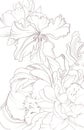 contour line illustration stylish graphic botany floristry flowers close up peonies wedding invitation design element decor