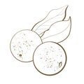 contour line sketch orchard fruit tree pear round close up packaging design element natural watercolor style beauty and nutrition