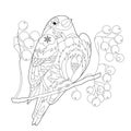 Contour linear illustration for coloring book with decorative bullfinch. Pretty Christmas bird,  anti stress picture. Line art Royalty Free Stock Photo