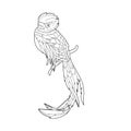 Contour linear illustration for coloring book with decorative pretty quetzal. Beautiful cute bird, anti stress picture. Line art