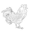 Contour linear illustration for coloring book with decorative pretty rooster. Beautiful cute bird, anti stress picture. Line art