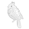 Contour linear illustration for coloring book with decorative pretty waxwing. Beautiful cute bird, anti stress picture. Line art