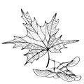 Contour linear illustration for coloring book. Detailed maple leaf,  anti stress picture. Line art design for adult or kids  in Royalty Free Stock Photo