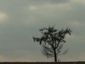 Lonely tree in a background of cloudy sky