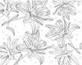 Contour monochrome drawing of lilies on a white background
