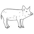 Contour pig in doodle style Royalty Free Stock Photo