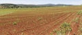 Contour planed sugar cane. Atherton Tableland, Far North Queensland. Royalty Free Stock Photo