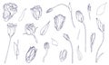 Contour realistic depiction of lisianthus flowers. Vector floristic illustration.