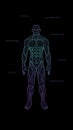 Contour shape human body anatomy neon hologram projected at black background , sci fi interface design element , illustrati