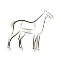 Hand drawing contour silhouette of graceful horse