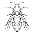 Contour sketch of a wasp with a top view on a white background. Flying insect. Vector outline object