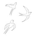 Contour swallows illustration. Idea for decors, picture in frame, spring holidays, nature themes. Isolated vectors.