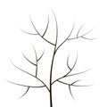 A contour of thin branches and a trunk of a simple black forest tree object isolated on a white background