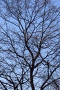 Silhouette of a tree against the blue sky