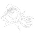 Contour of two unblown rosebuds. Beautiful rose