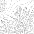 Contour vector illustration of strelitzia and tropical plants. Best for coloring book.