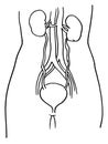 Contour vector outline drawing of human kidneys and bladder organ