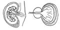 Contour vector outline drawing of human kidneys organ