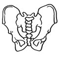 Contour vector outline drawing of human pelvis bones. Royalty Free Stock Photo