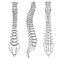 Contour vector outline drawing of human pelvis bones. Royalty Free Stock Photo