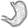 Contour vector outline drawing of human stomach organ Royalty Free Stock Photo