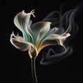 Contours of beautiful white lily flower in smoke on black background, fantastic magic background Royalty Free Stock Photo