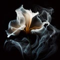 Contours of beautiful white lily flower in smoke on black background, fantastic magic background, Royalty Free Stock Photo