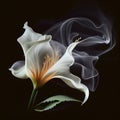 Contours of beautiful white lily flower in smoke on black background, fantastic magic background Royalty Free Stock Photo