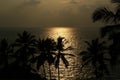 Contours of the coconut palms at sunset and ocean, Kerala, South India