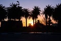 Contours of night palm trees against the background of the evening sky. Southern landscape Royalty Free Stock Photo